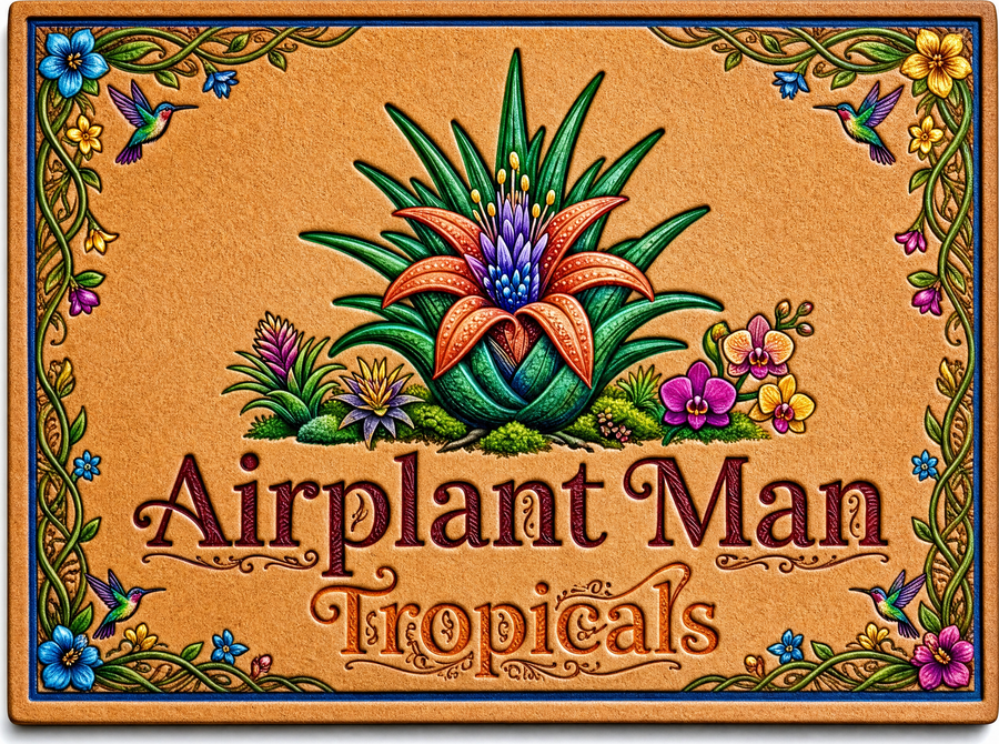 Airplant Man Tropicals