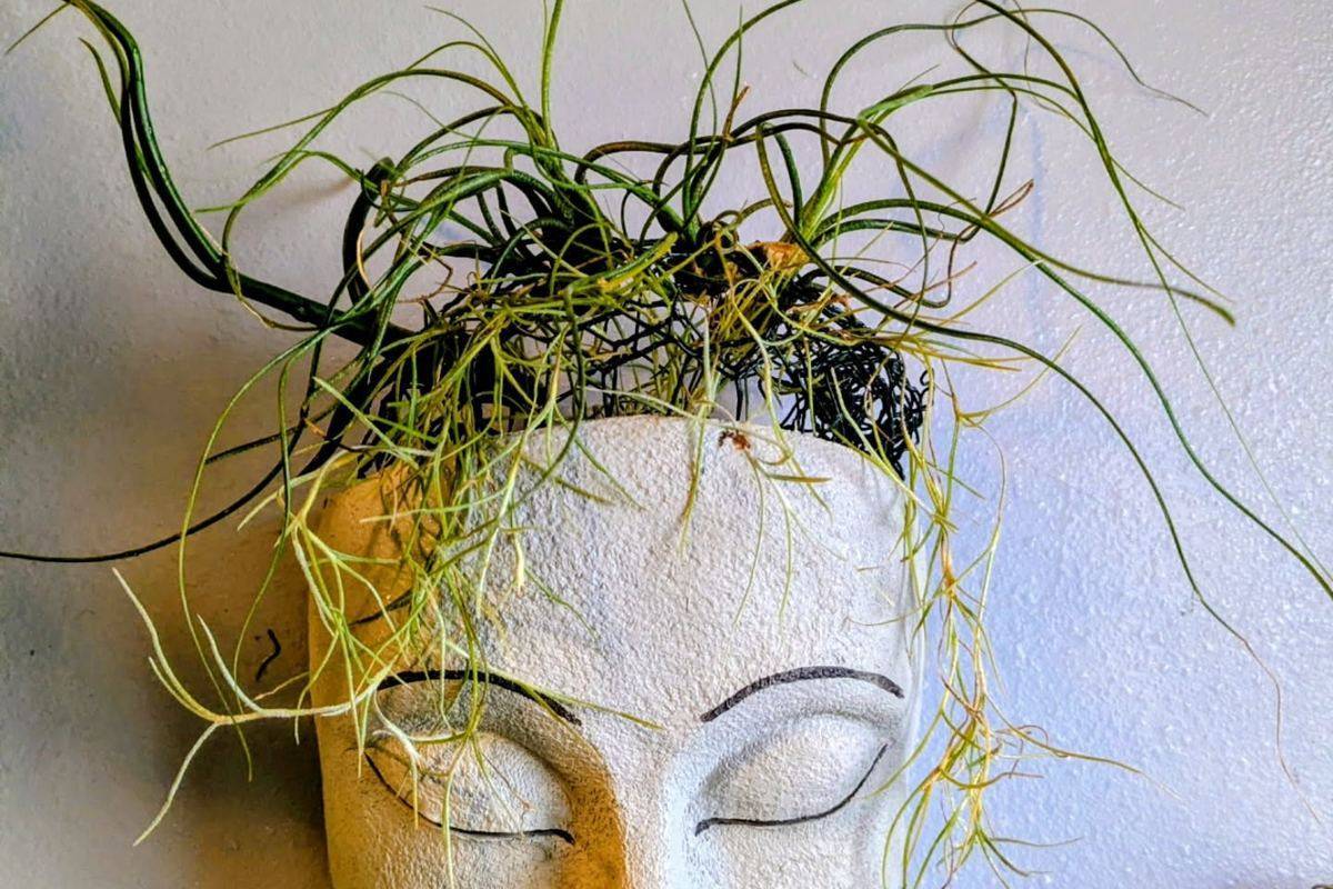 Curling airplants growing from a ceramic wall face planter