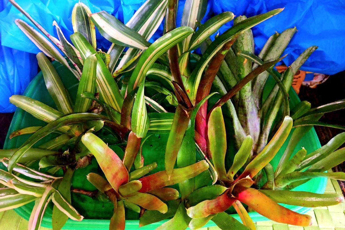 Young bromeliad offsets with striped and blushed foliage
