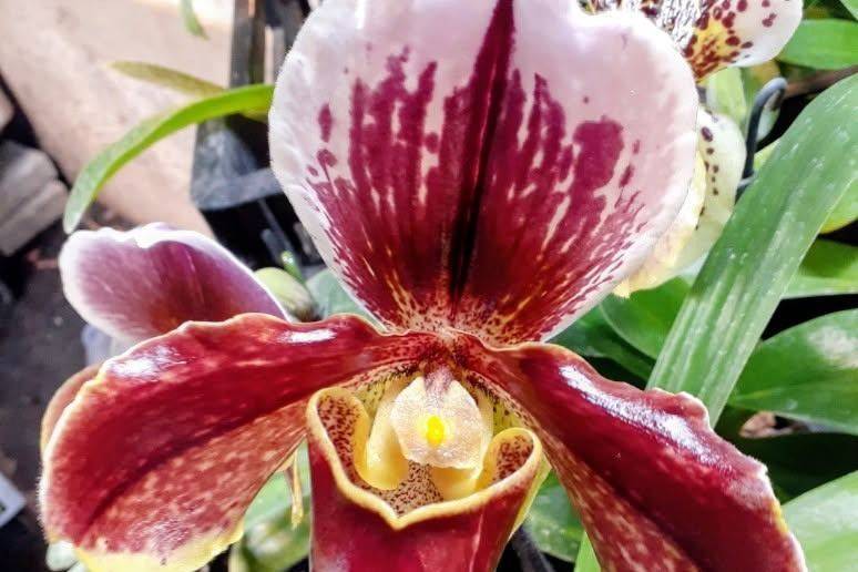 Lady slipper orchid in flower on the greenhouse bench
