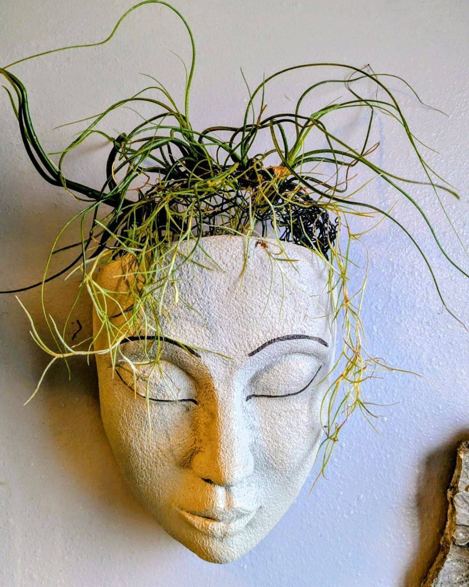 Fine, curling airplants growing from a ceramic wall face planter