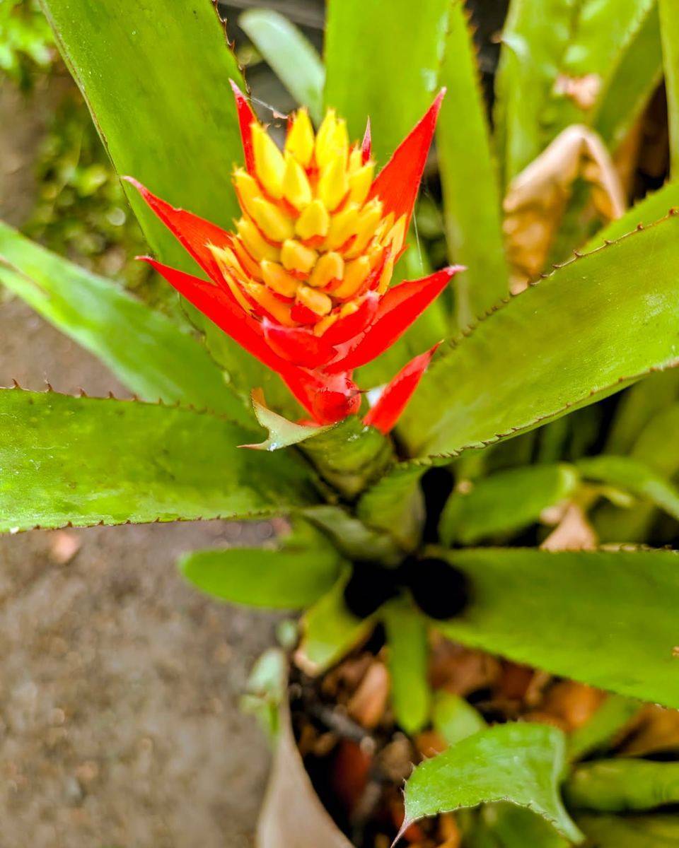 Bromeliad in bloom with a scarlet bract around a yellow flower spike