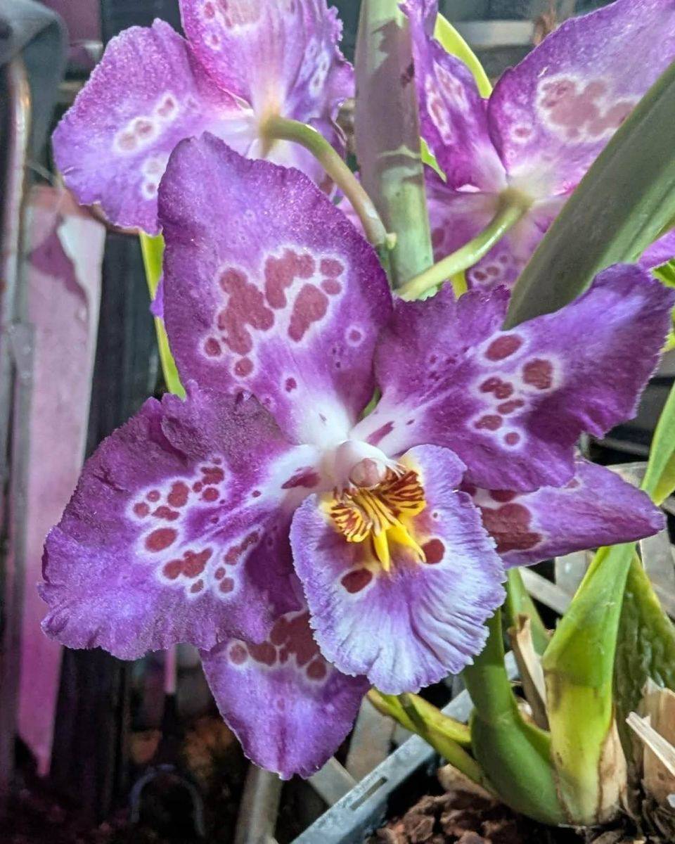 Orchid with ruffled purple petals patterned in darker spots