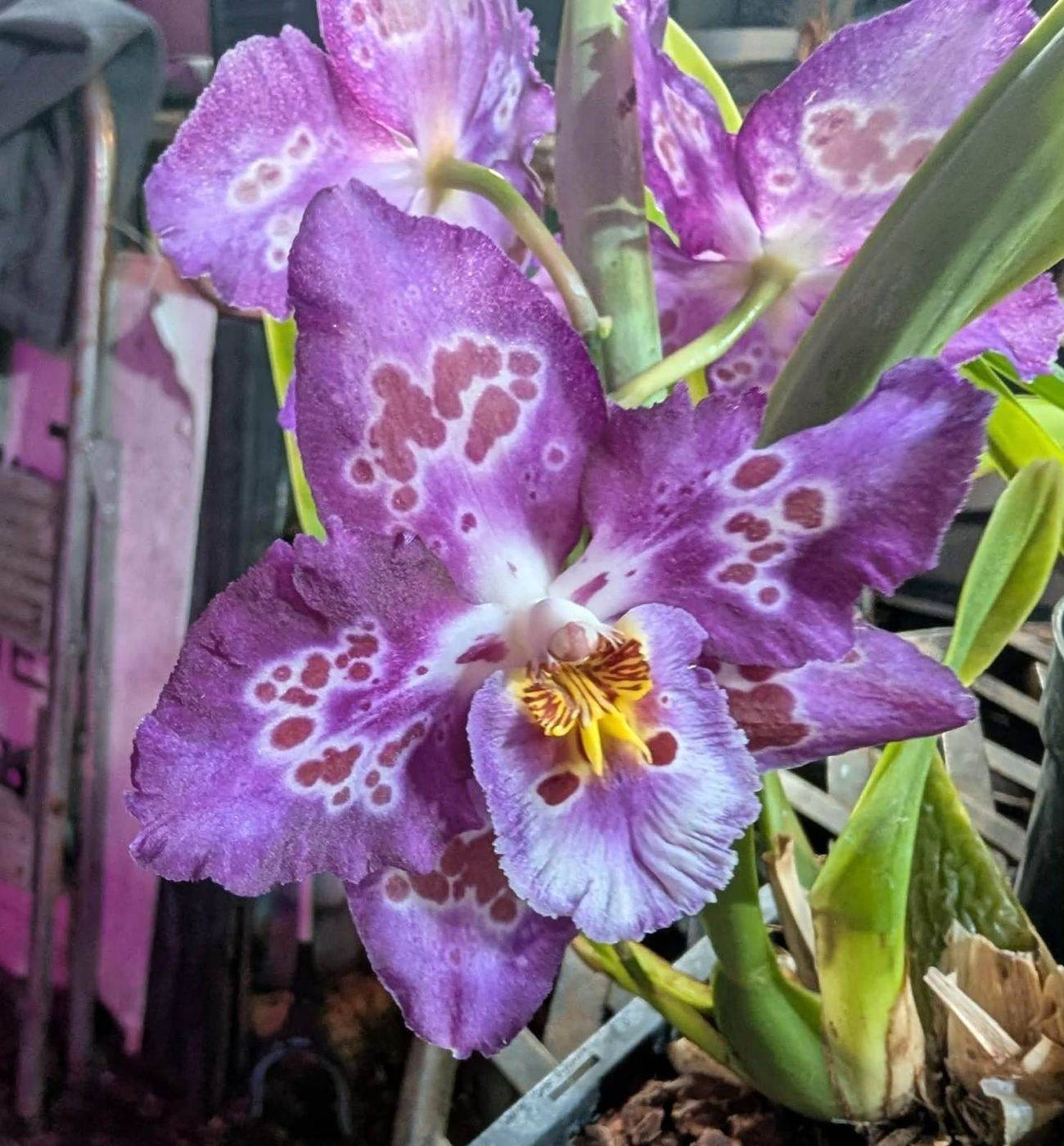 Orchid with ruffled purple petals patterned in darker spots