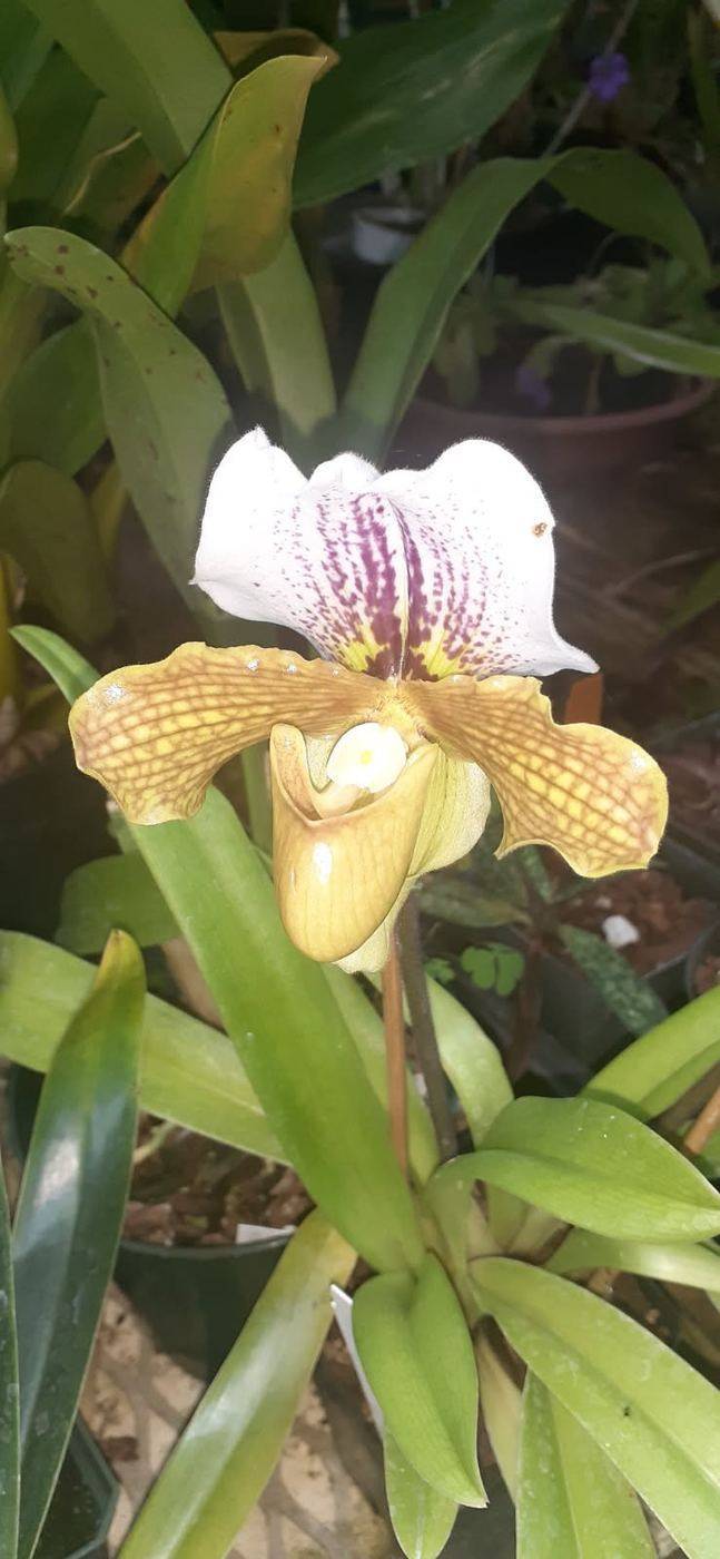 Lady slipper orchid with a white spotted petal above a golden pouch