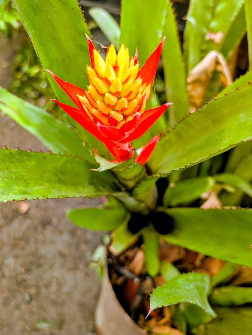 Bromeliad in bloom with a scarlet bract and yellow flower spike