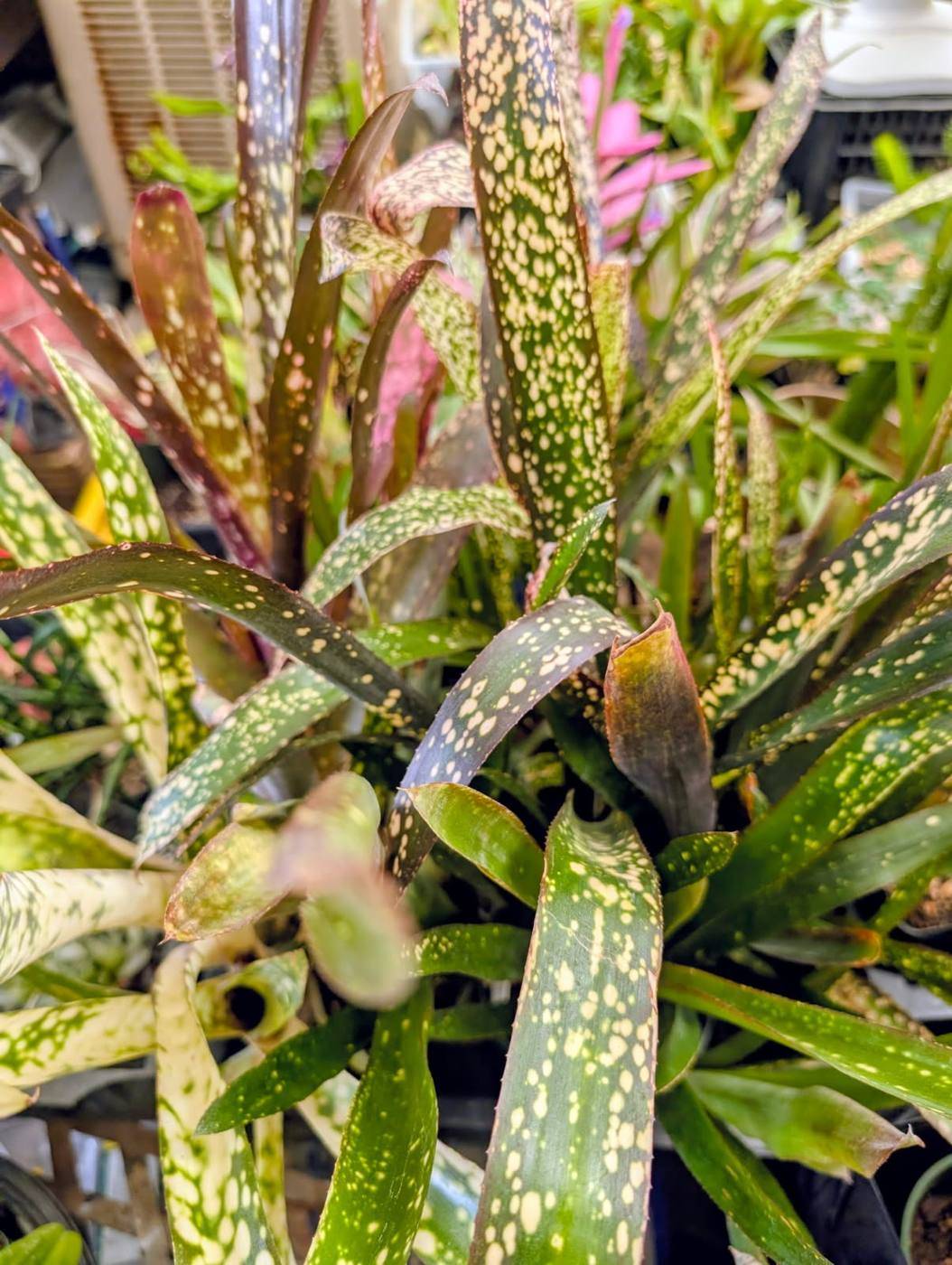 Billbergia foliage marked with cream spots on green and maroon leaves