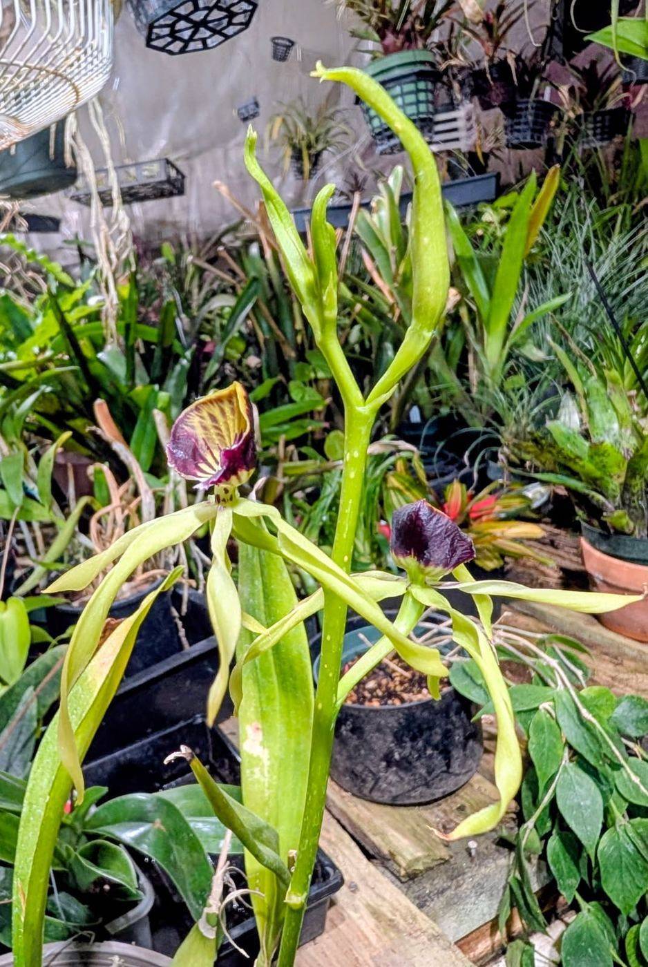 Orchid with green petals and a deep purple, gold-veined lip