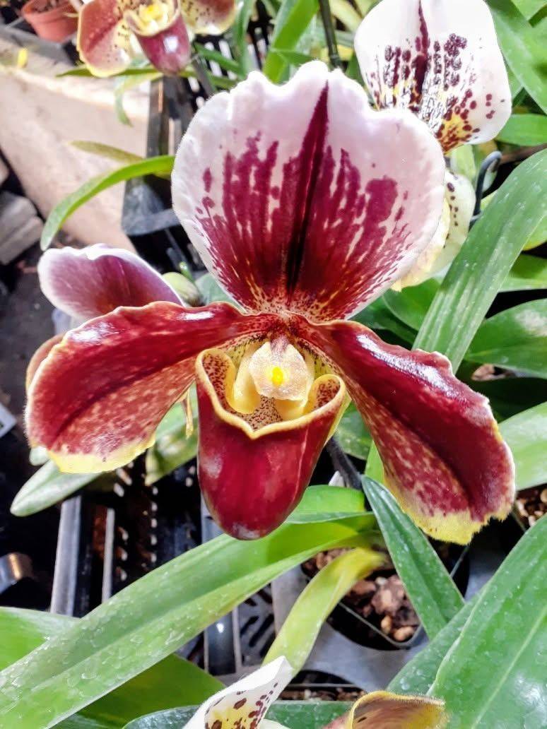 Close-up of a deep red and white lady slipper orchid bloom