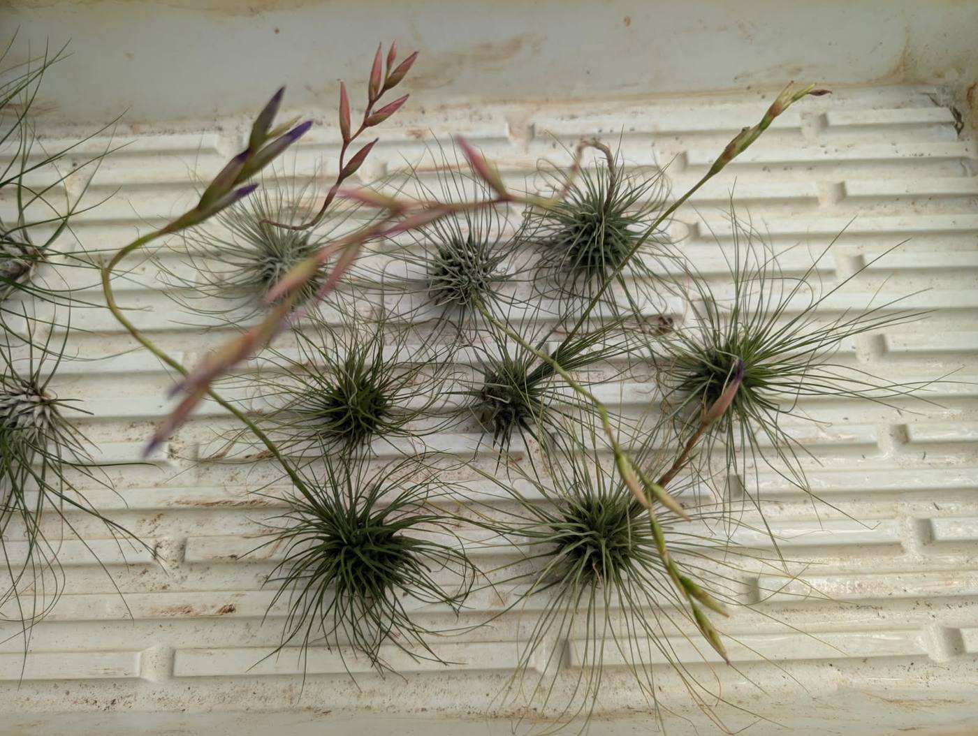 Tillandsia fuchsii plants in flower, with fine silvery leaves and pink spikes