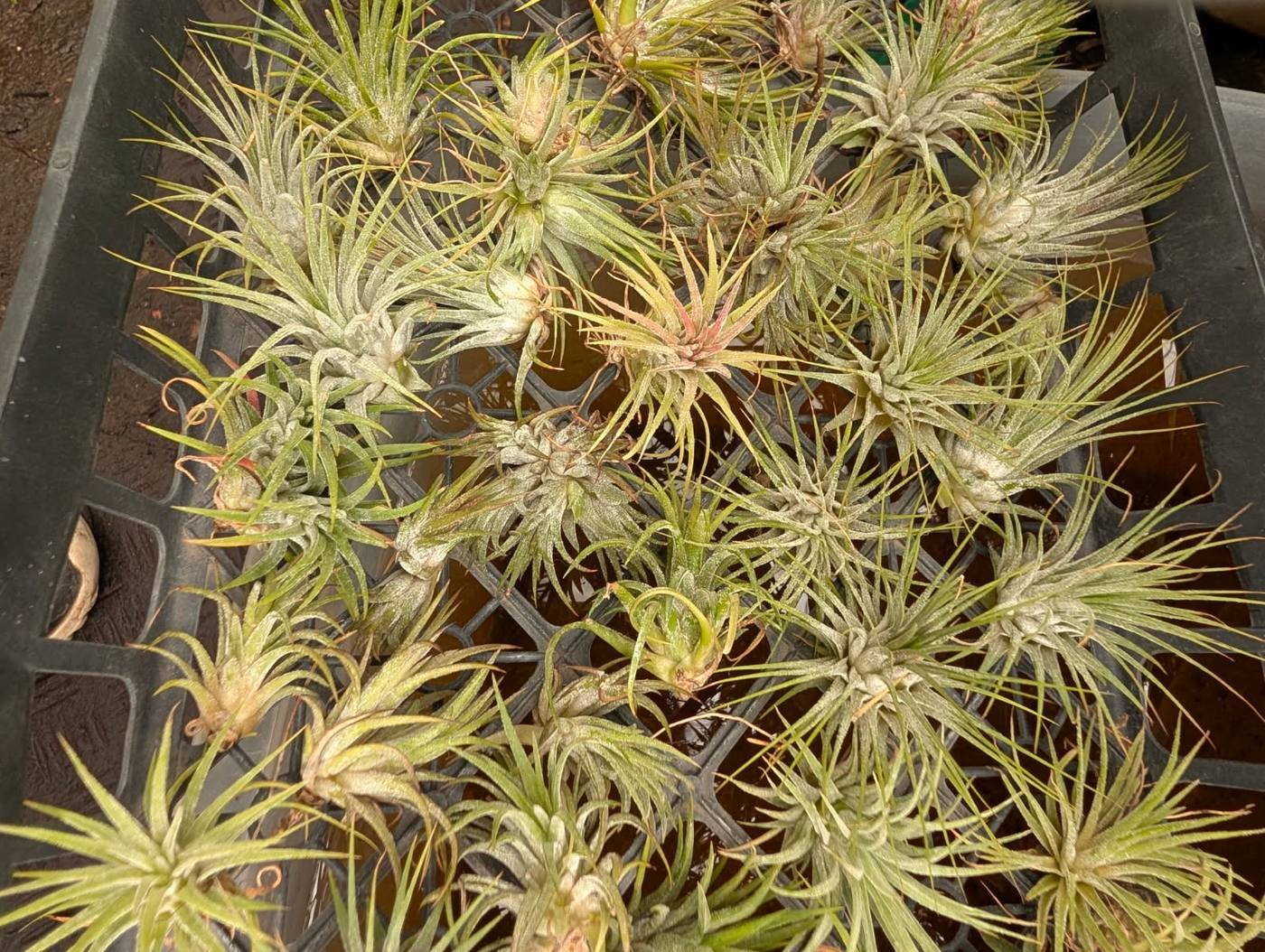 A tray of Tillandsia ionantha rosettes