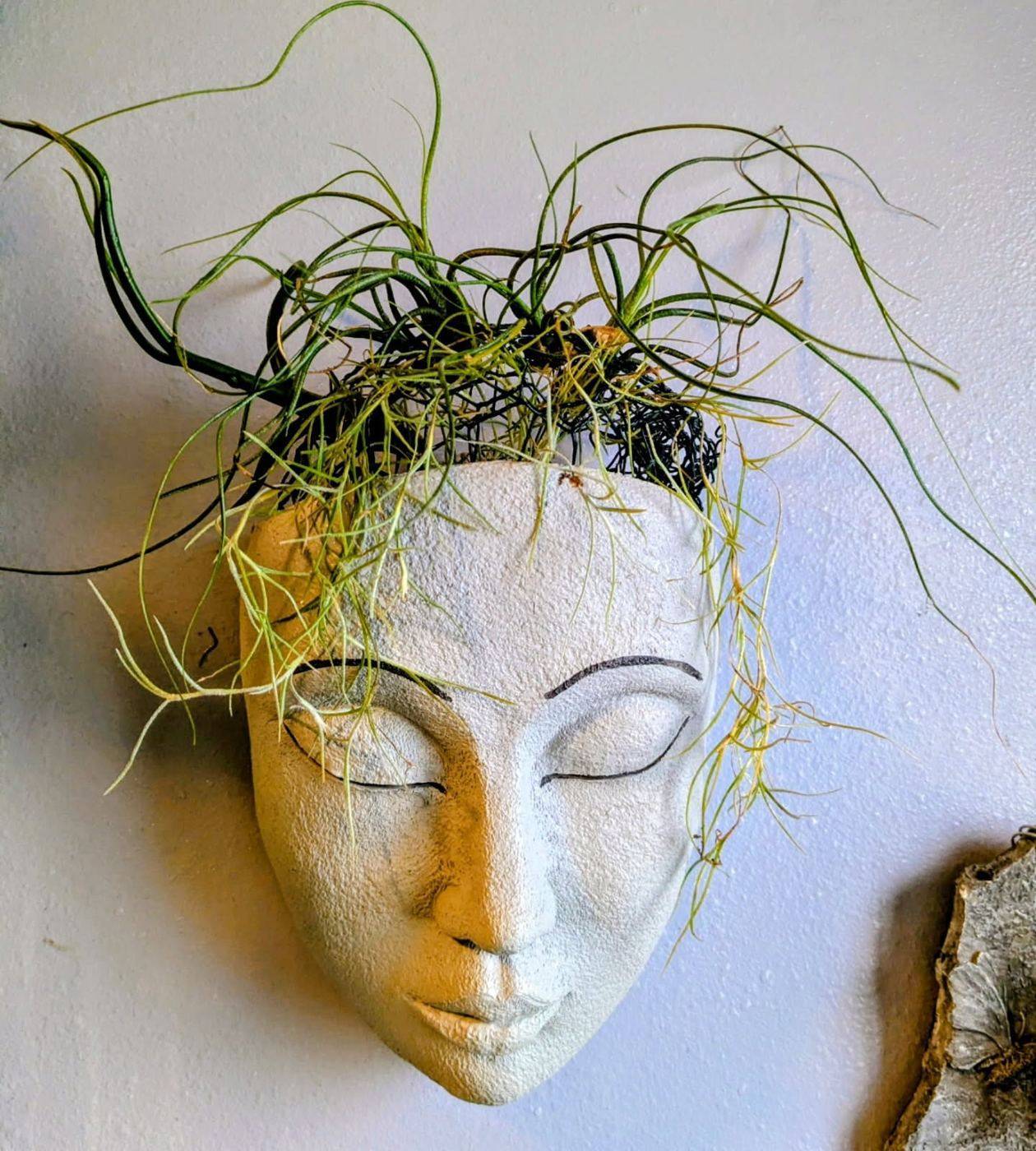 Curling airplants growing from a ceramic wall face planter