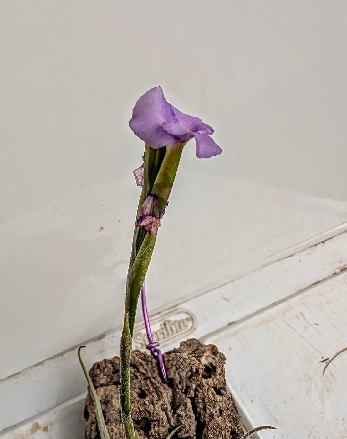 Close-up of a purple Tillandsia paleacea flower on its stem