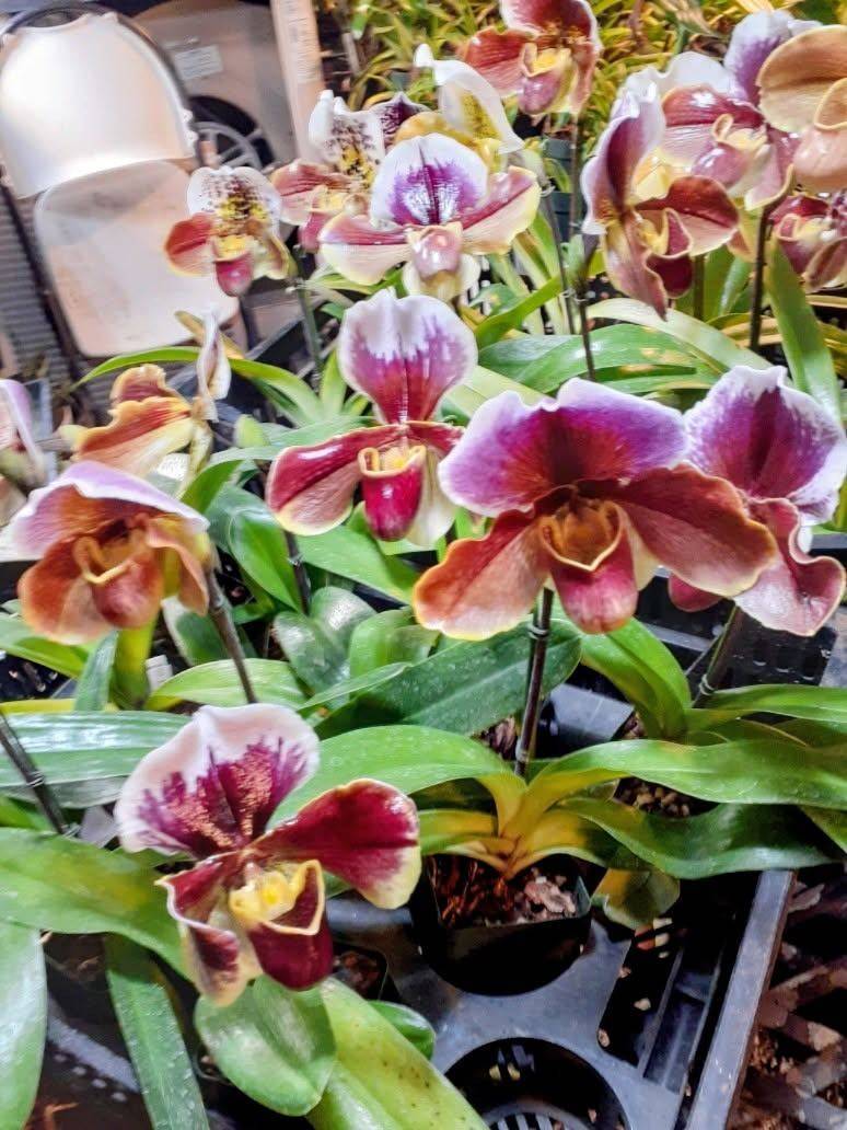 A bench of lady slipper orchids in flower