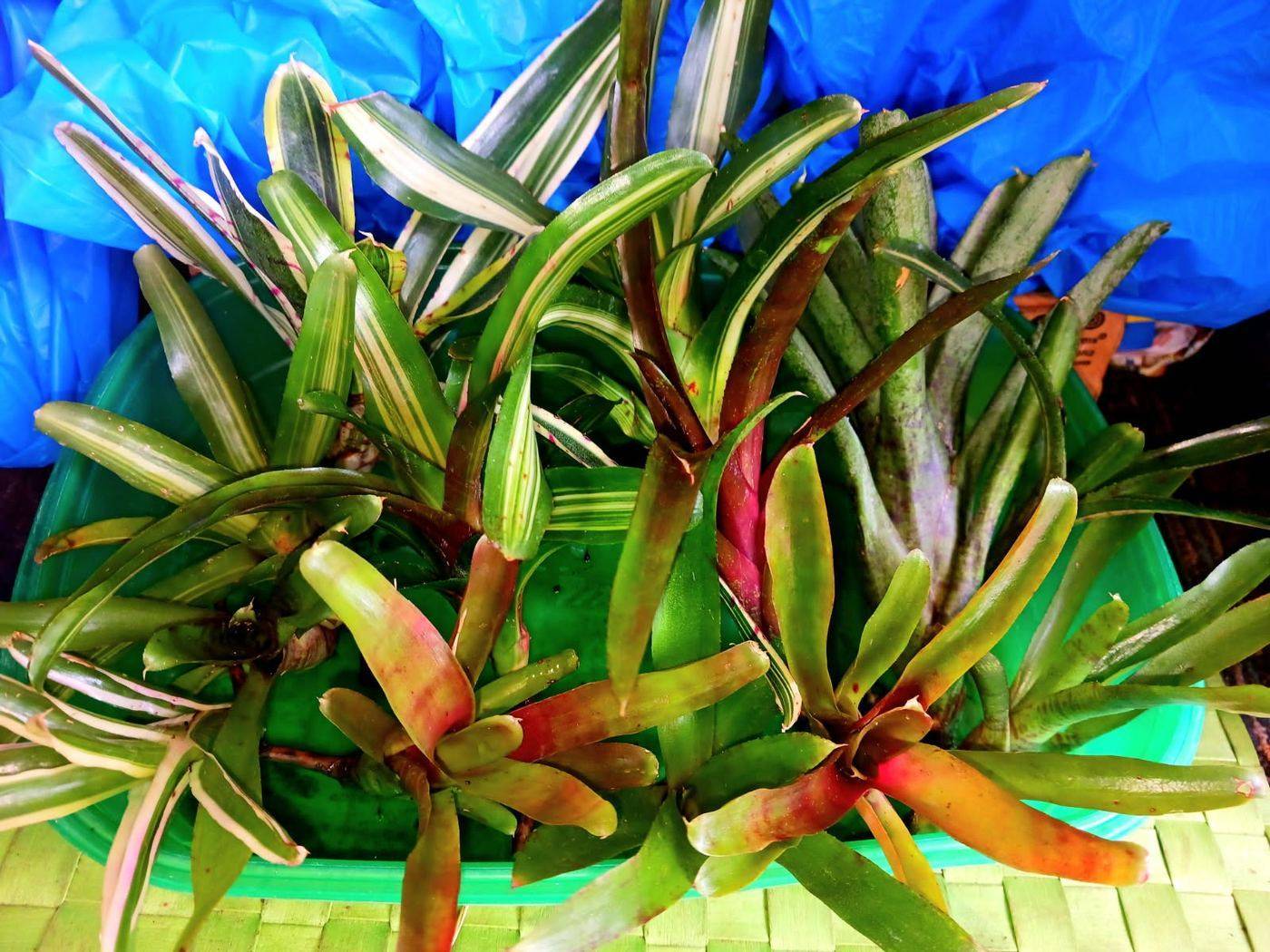 A tub of young bromeliad offsets with striped and blushed foliage