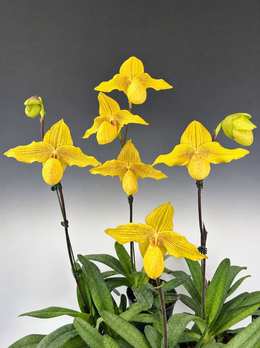 Paphiopedilum Dally Gold in flower, six clear yellow blooms