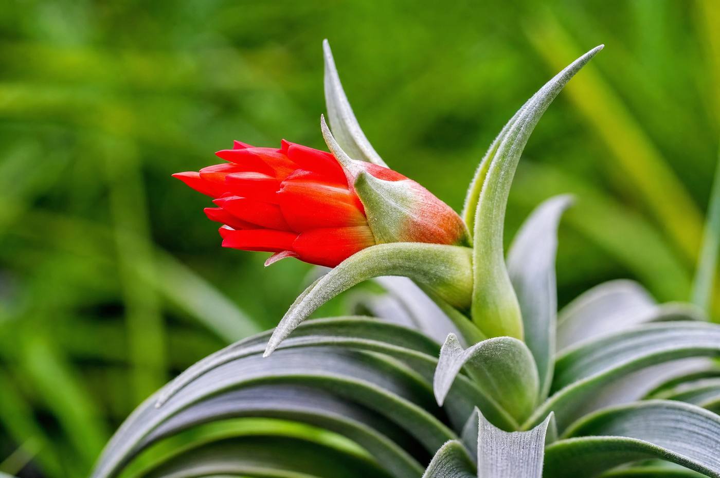 Tillandsia edithiae with silvery leaves and a scarlet bloom