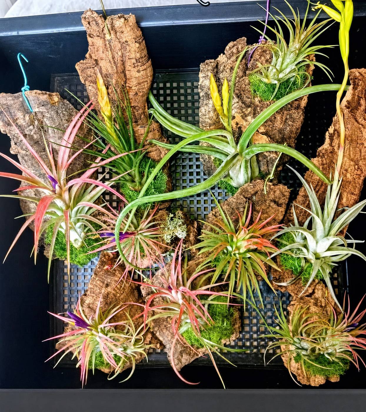 Airplants mounted on cork bark with moss, several in flower