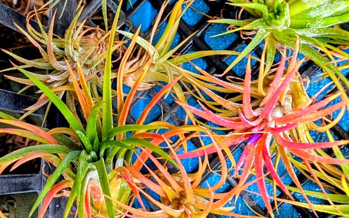 Airplants blushing red, orange and green in a growing tray