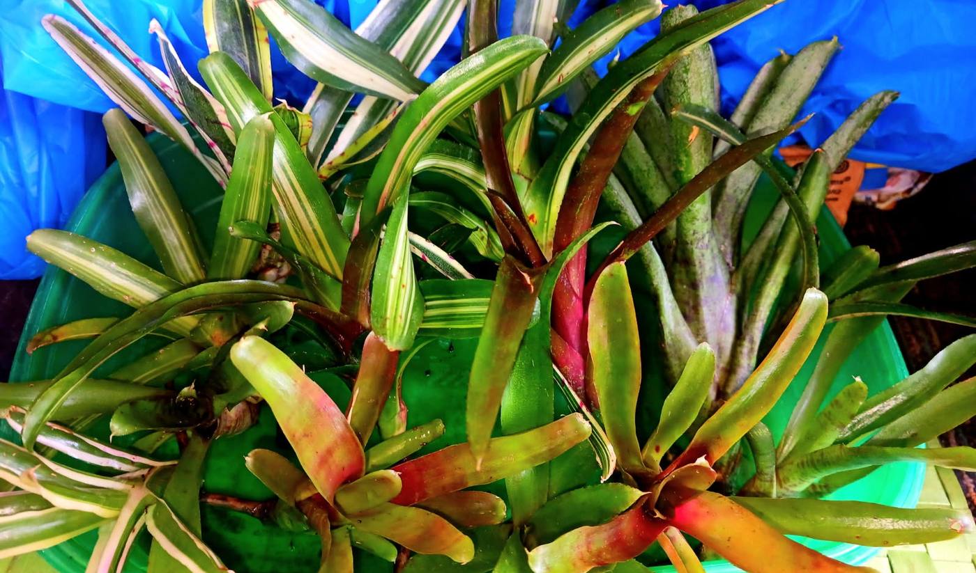 Young bromeliad offsets, blushed pink and green, ready to grow on