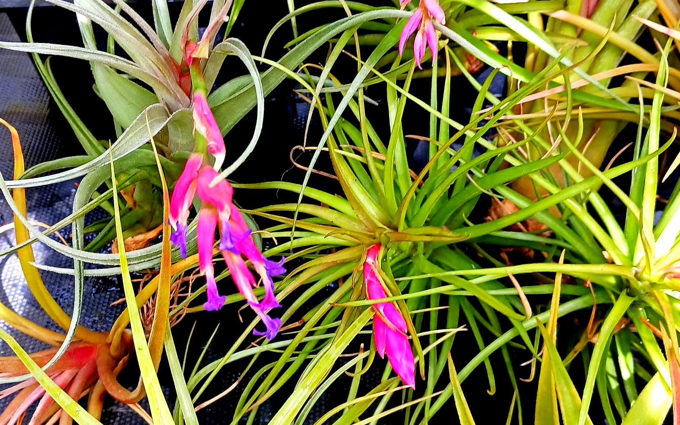 Airplants in flower — hot pink bracts with violet blooms above grassy green rosettes