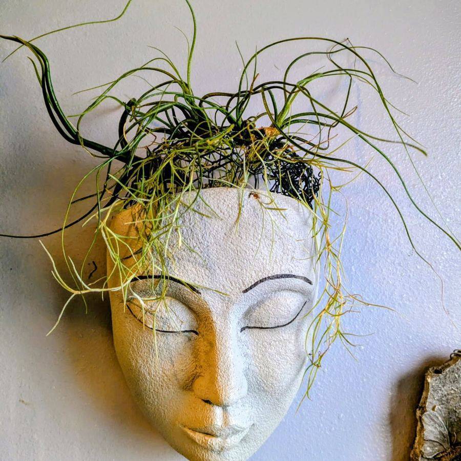 A ceramic face wall planter with fine, curling airplants growing from the top