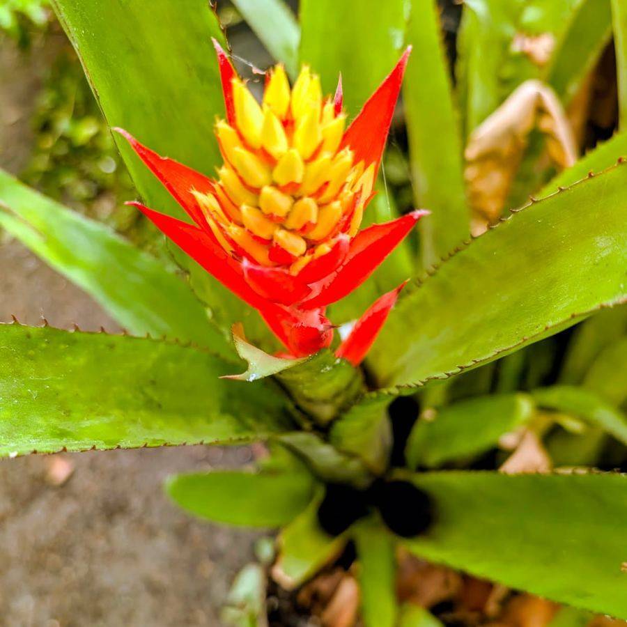 Bromeliad in bloom with a scarlet bract opening around a yellow flower spike