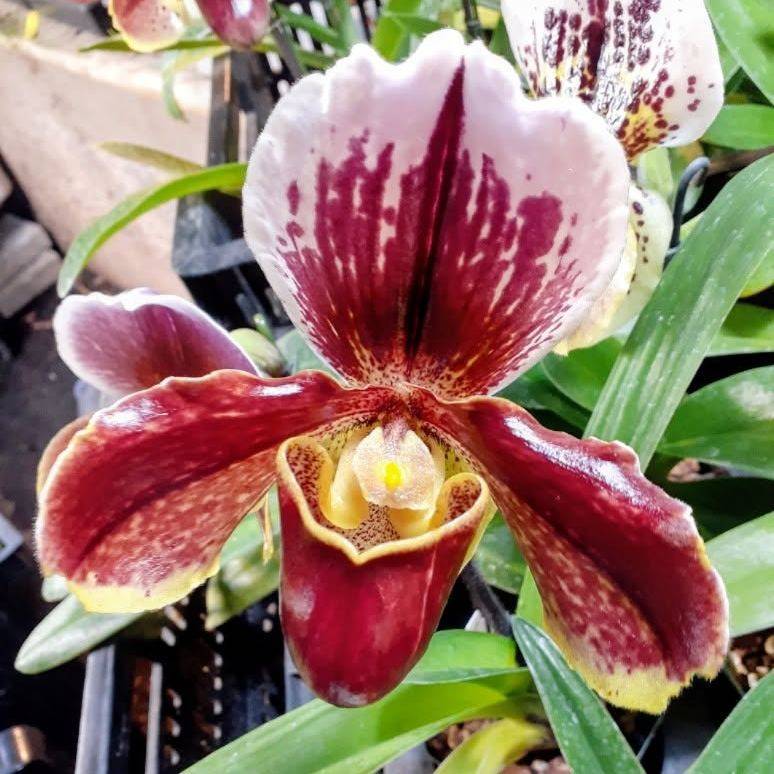 Lady slipper orchid with a deep red and white bloom and yellow-edged pouch