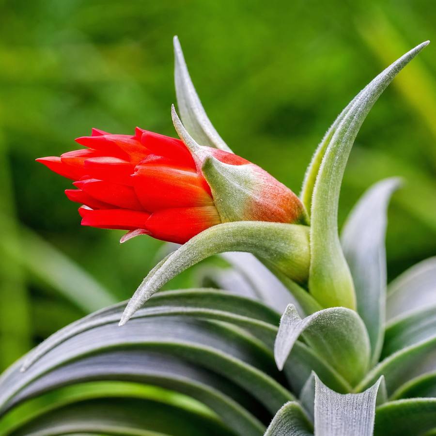 Tillandsia edithiae with silvery recurved leaves and a vivid scarlet flower spike