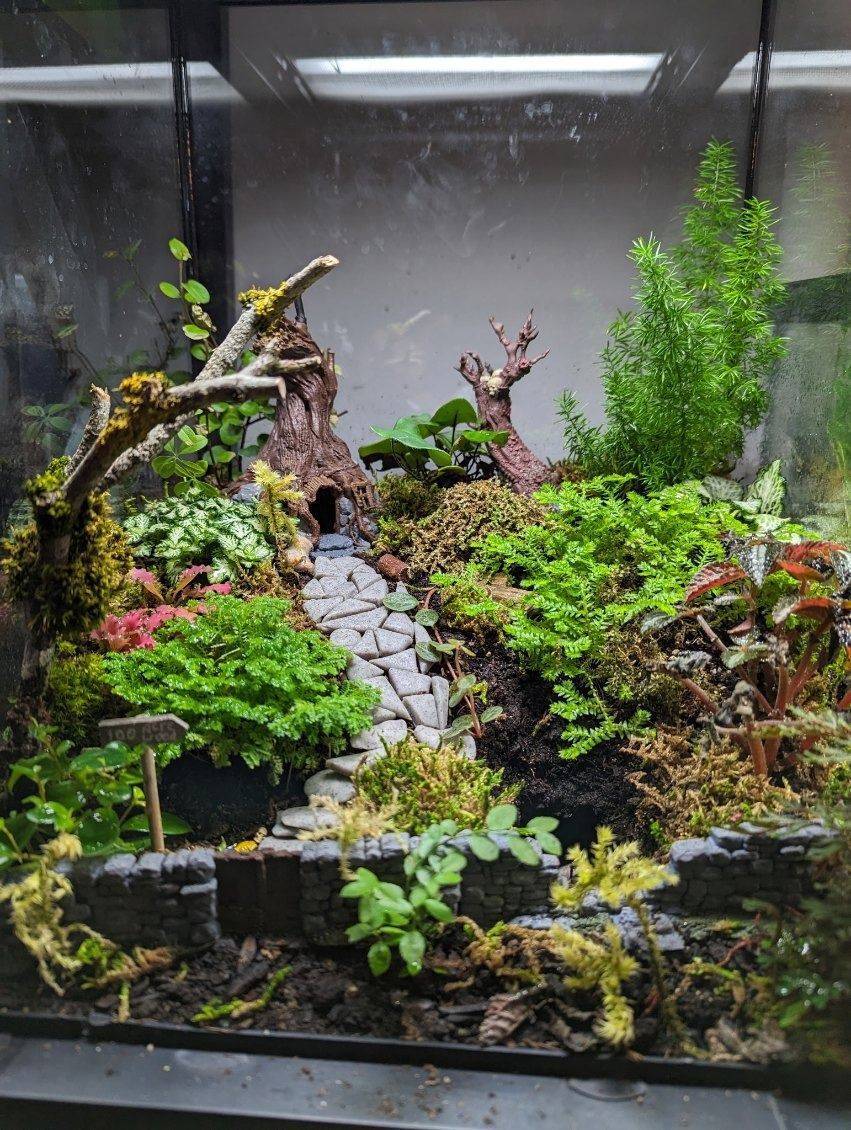 Planted terrarium with a stone path, mossy beds and layered ferns