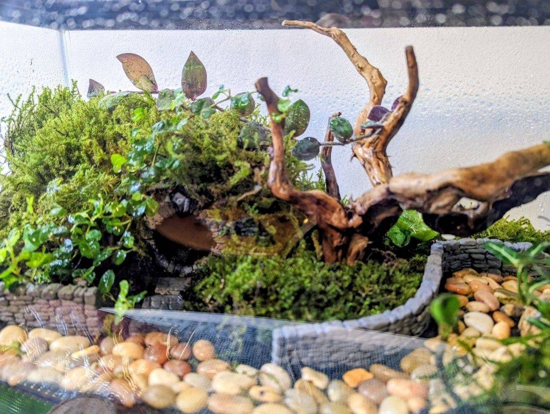 Wide planted enclosure with a mossy mound, driftwood branch and pebble borders
