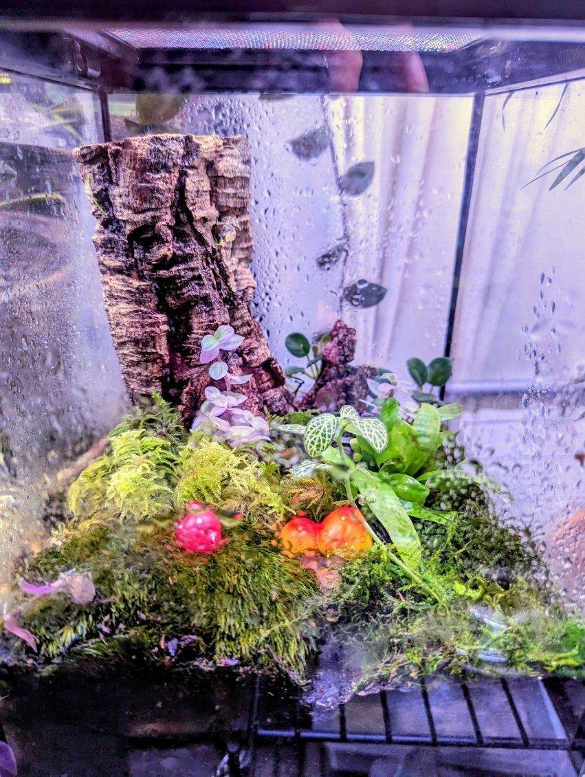 Terrarium built against a cork bark background with moss, trailing foliage and decorative mushrooms