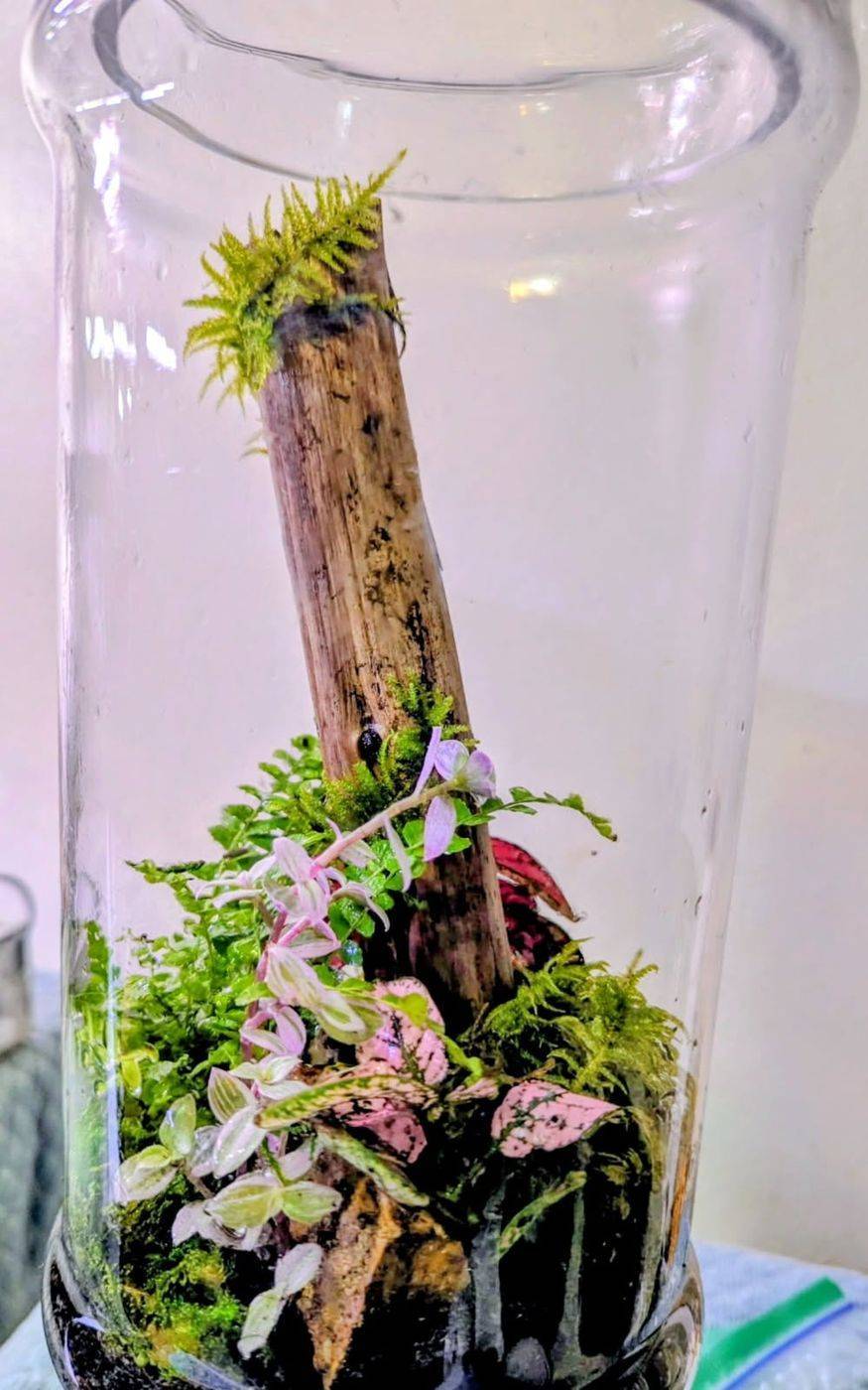 Tall glass jar terrarium planted around driftwood with moss and small ferns