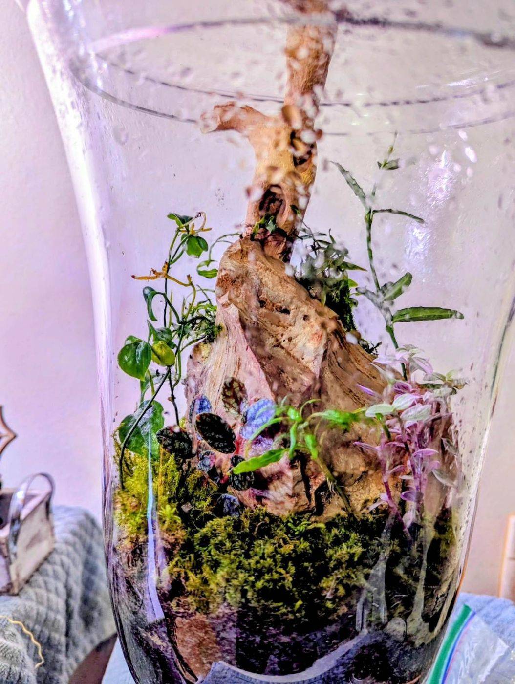 Tall glass jar terrarium built around a bark centrepiece with moss and trailing stems