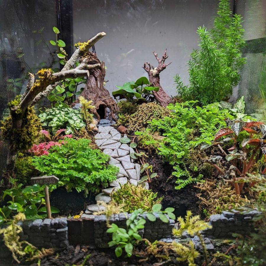 Planted terrarium with a winding stone path, mossy beds, ferns and a hollow stump feature